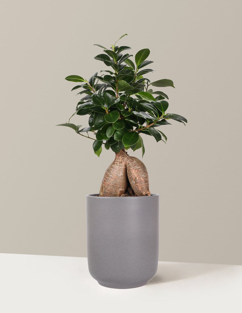 Bonsai Ficus Ginseng