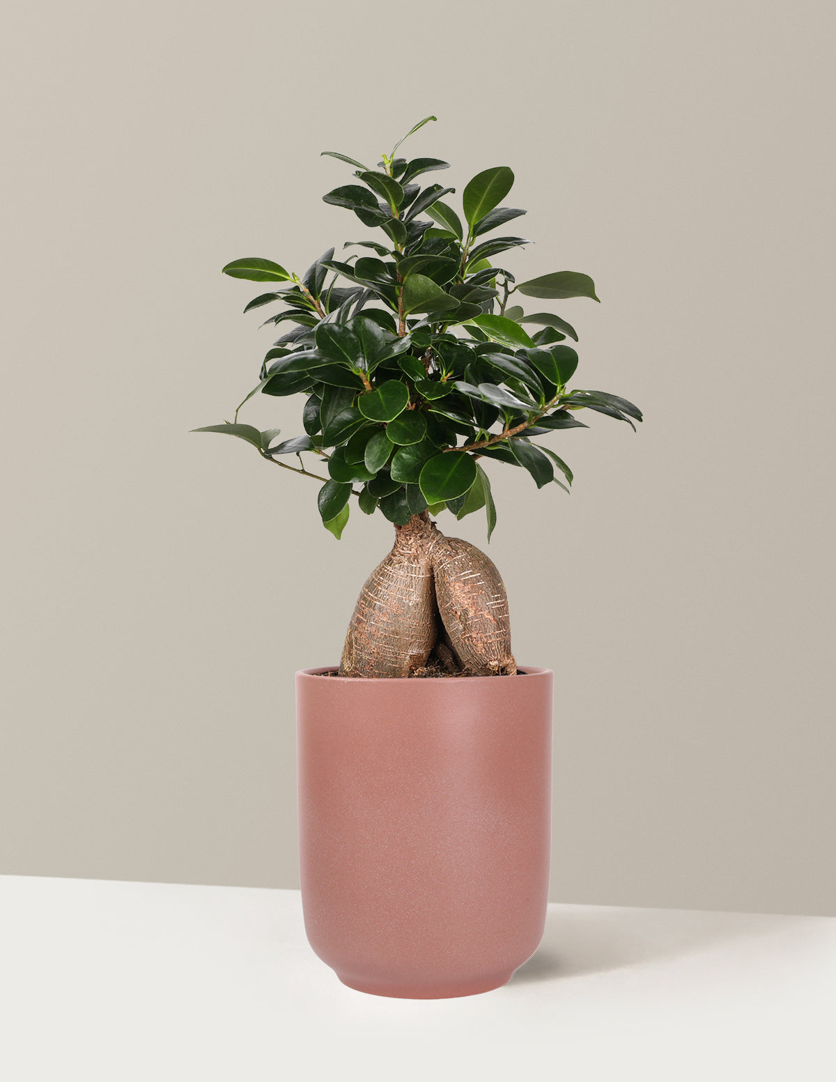 Bonsai Ficus Ginseng