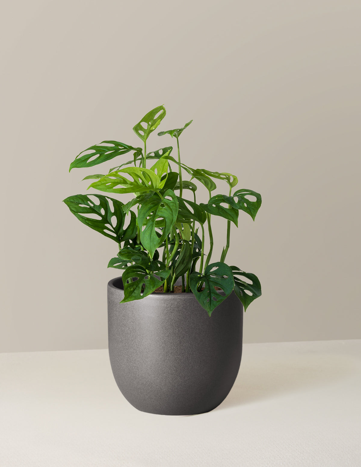 Monstera Esqueleto
