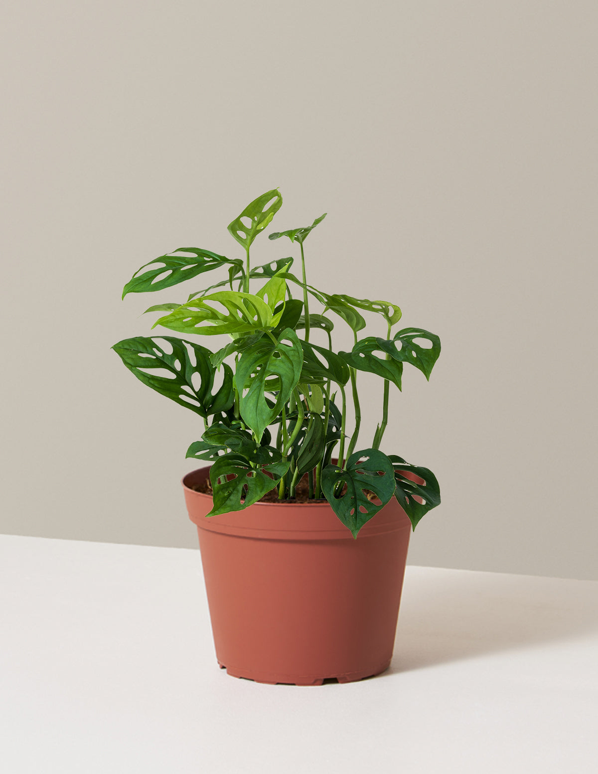 Monstera Esqueleto