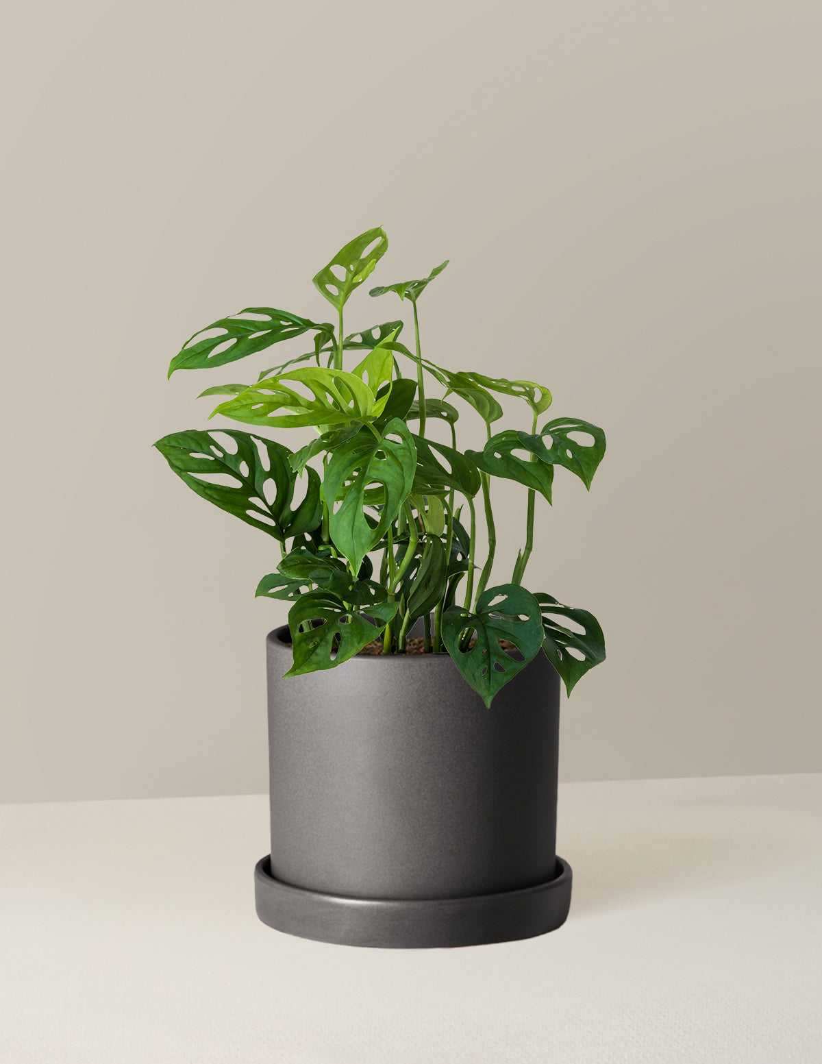 Monstera Esqueleto