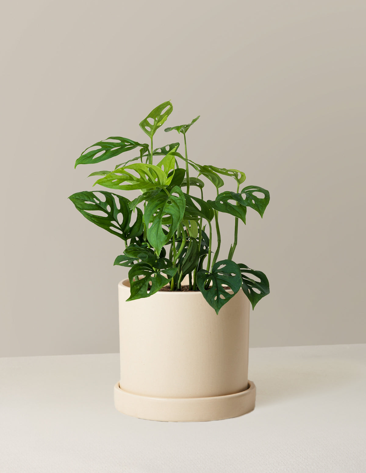 Monstera Esqueleto