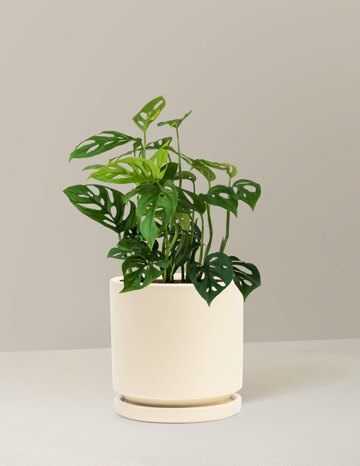 Monstera Esqueleto