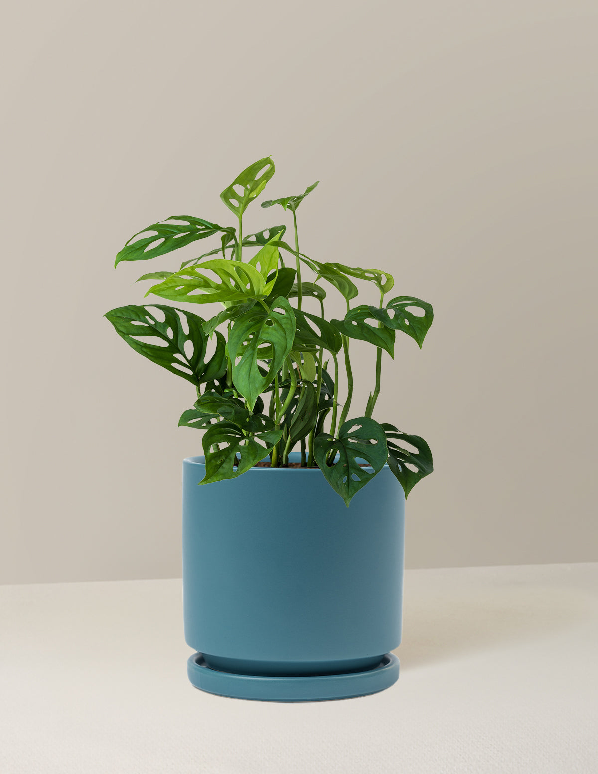 Monstera Esqueleto