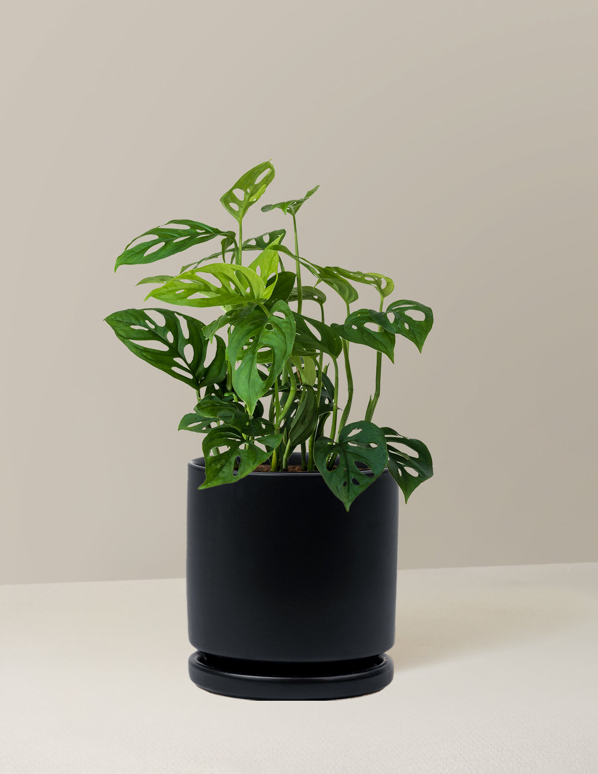 Monstera Esqueleto