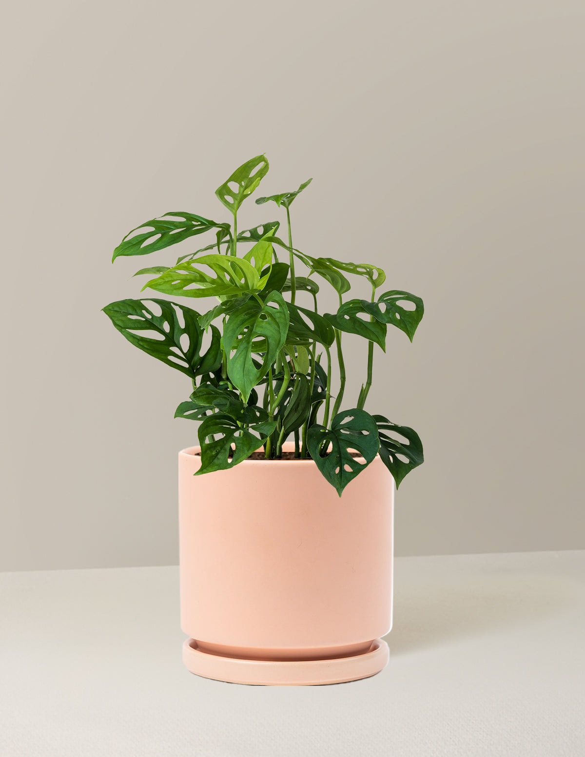 Monstera Esqueleto