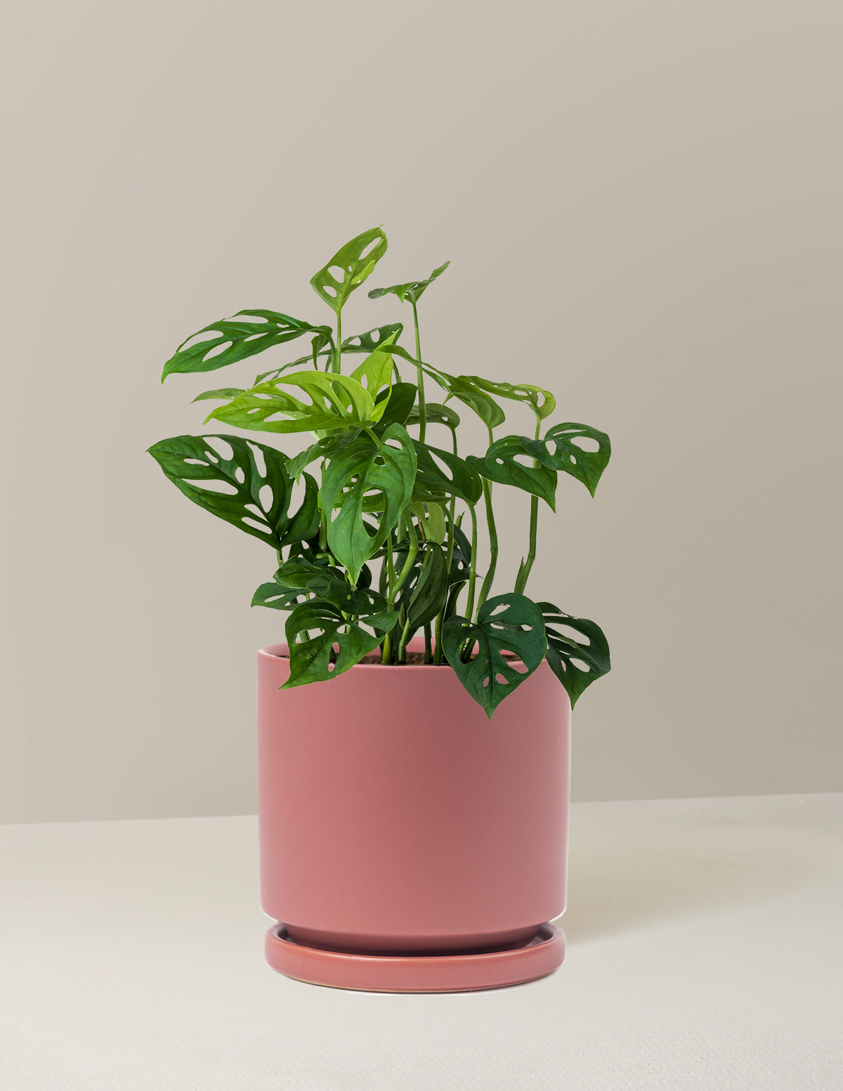 Monstera Esqueleto