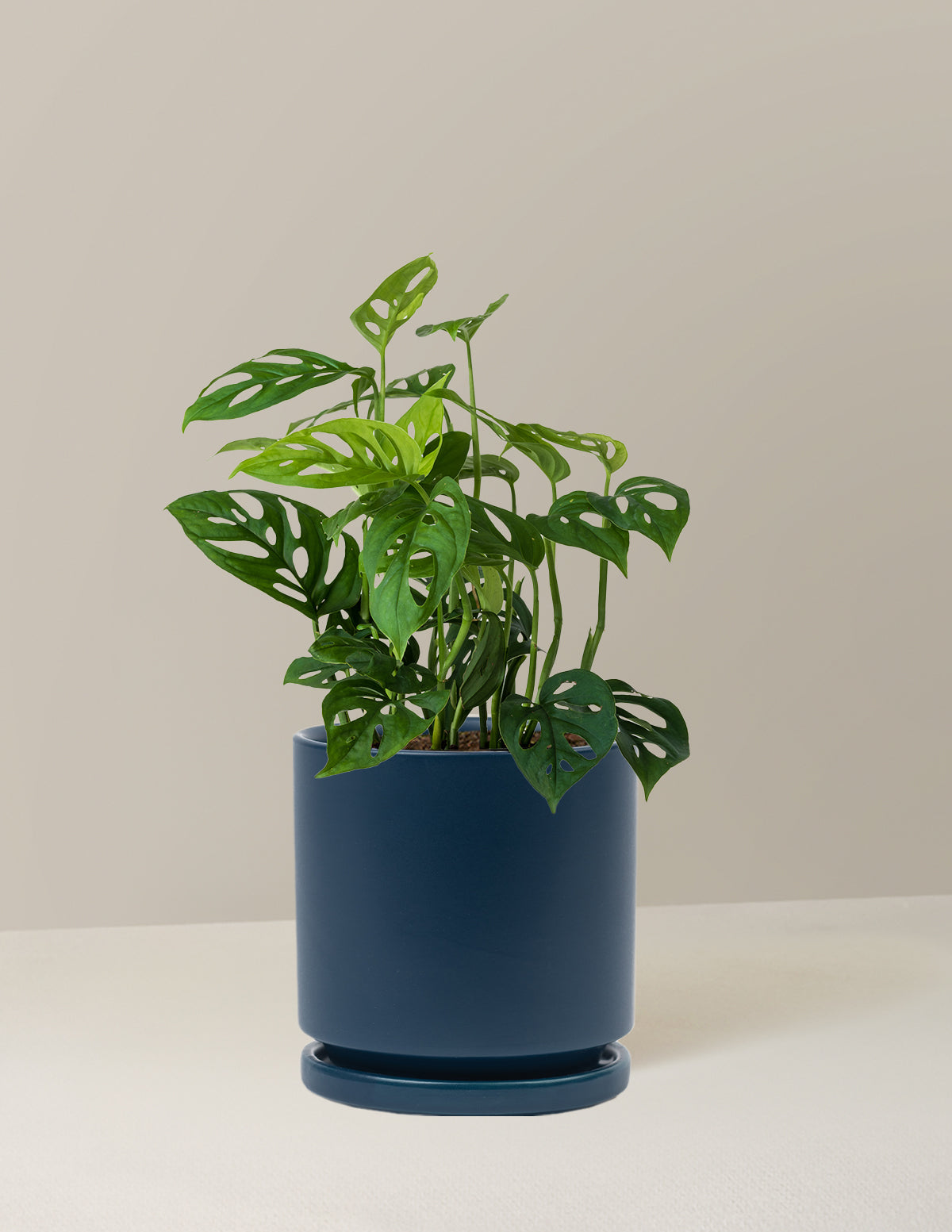 Monstera Esqueleto