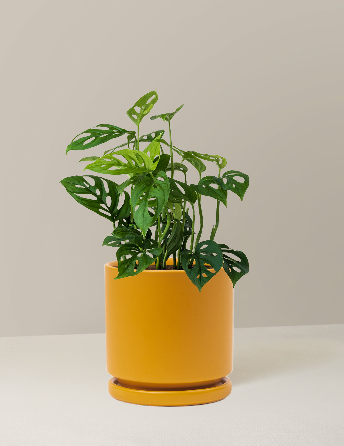 Monstera Esqueleto