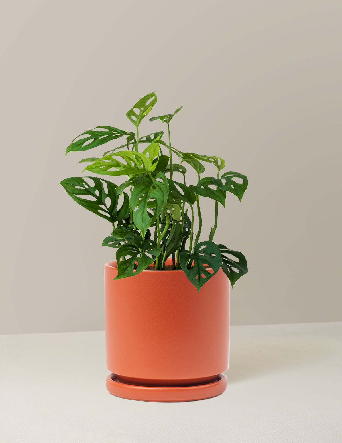 Monstera Esqueleto