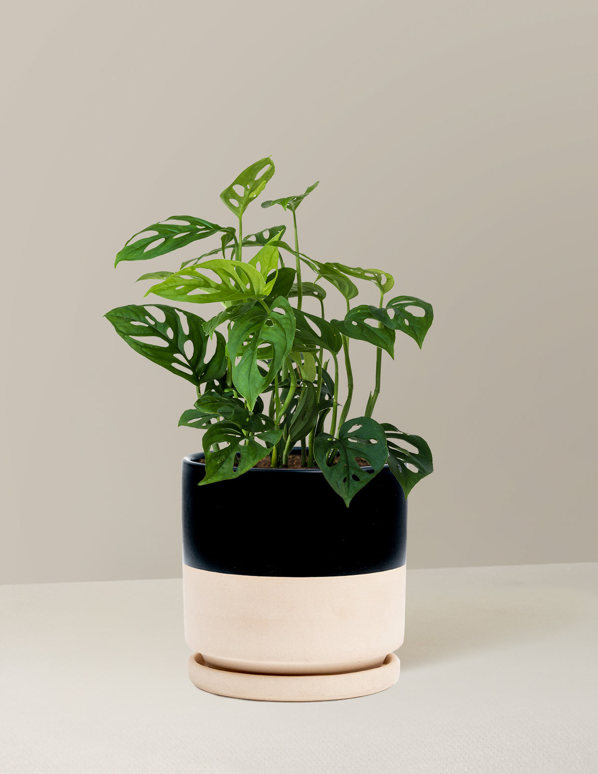 Monstera Esqueleto