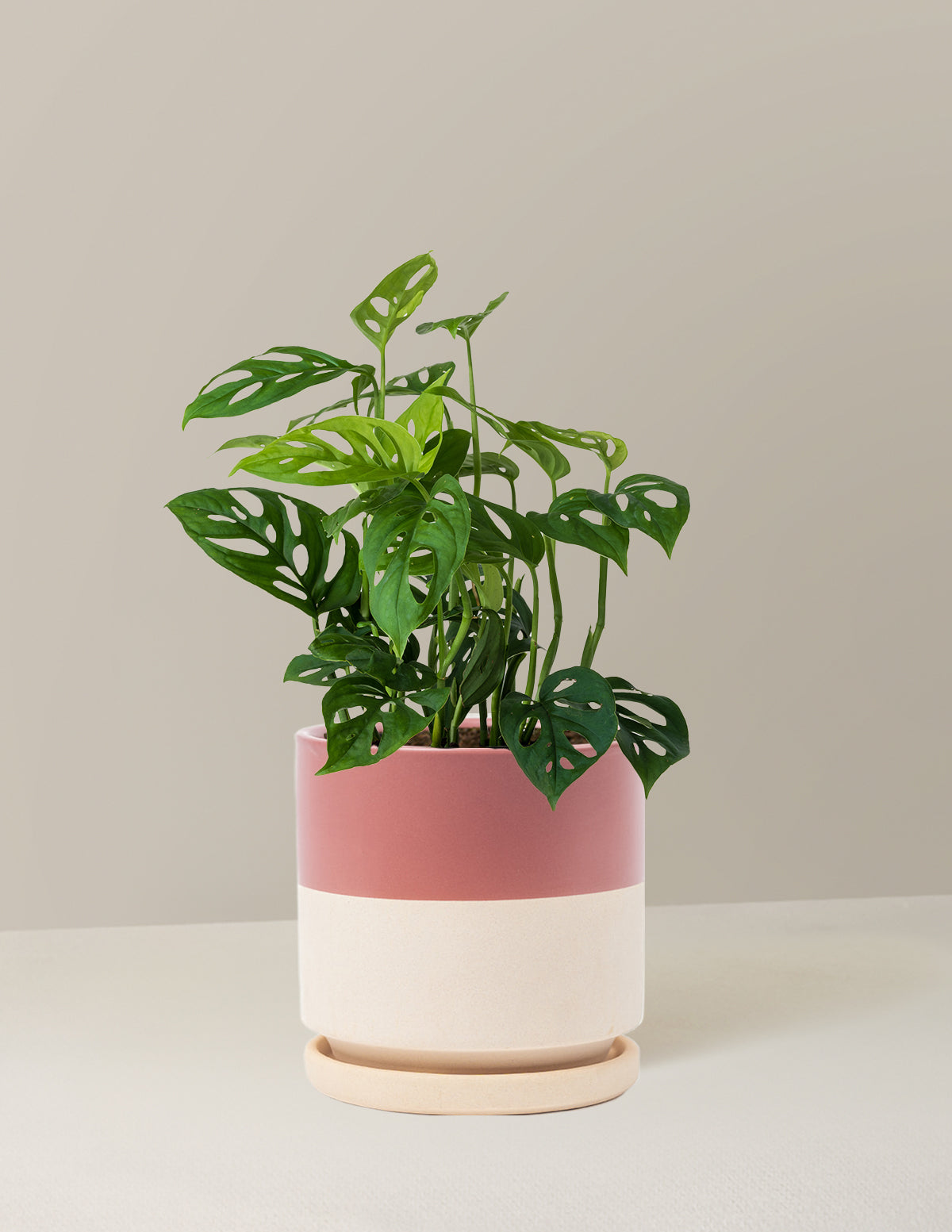 Monstera Esqueleto