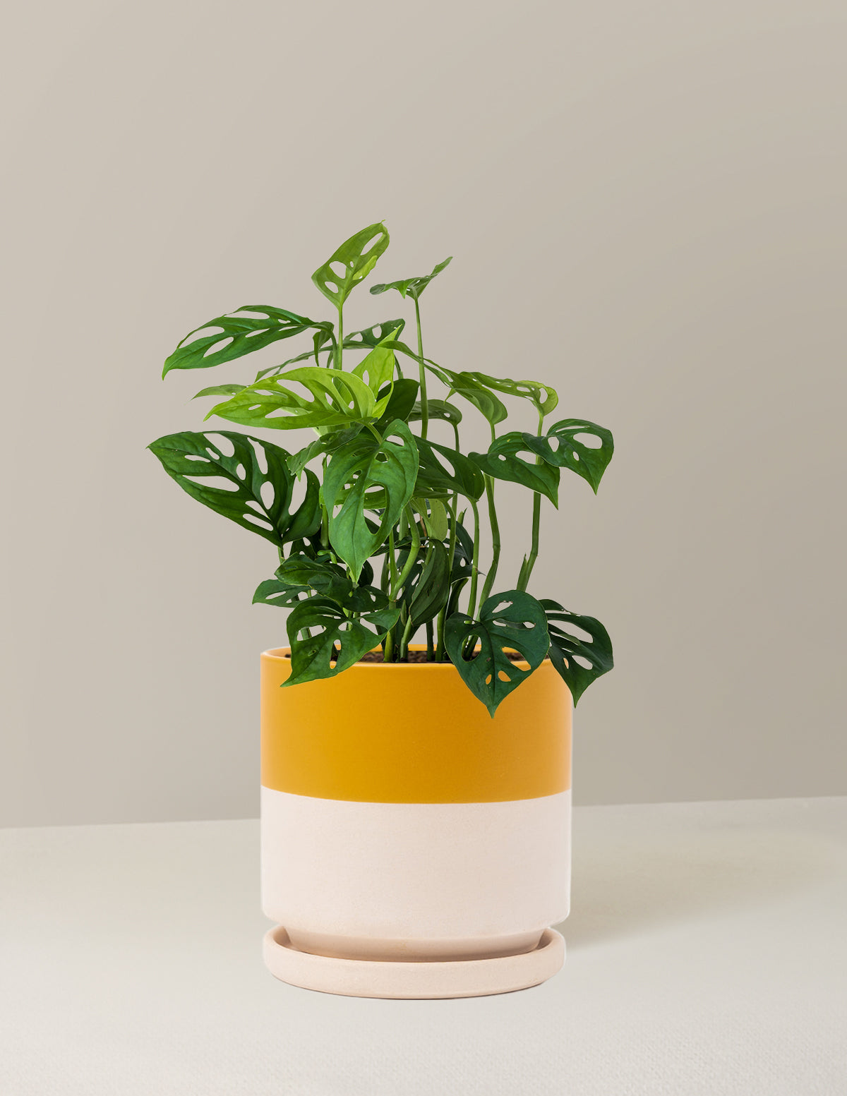 Monstera Esqueleto
