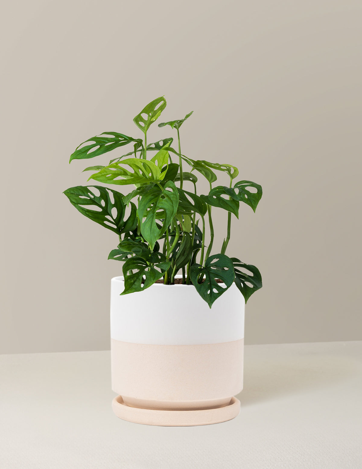 Monstera Esqueleto