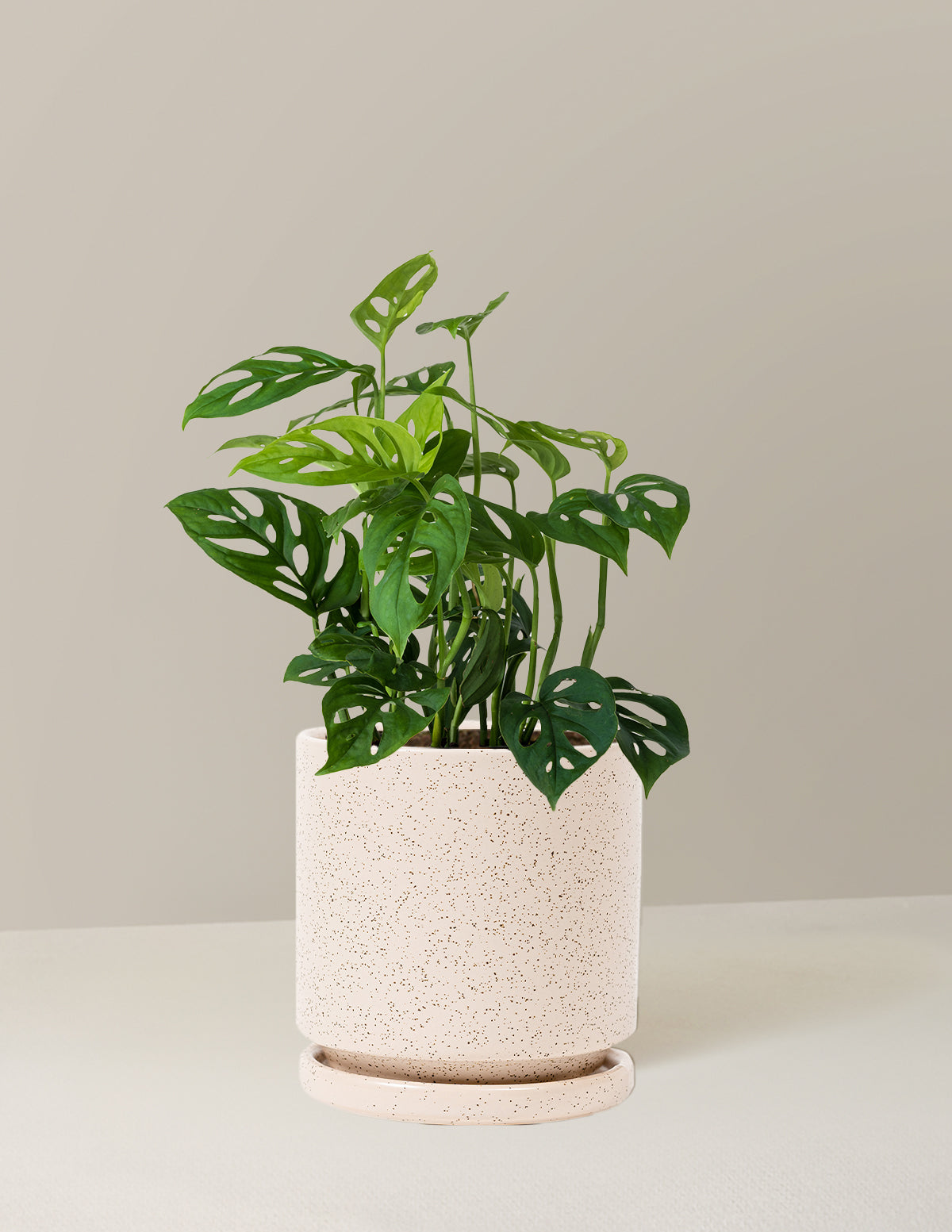 Monstera Esqueleto