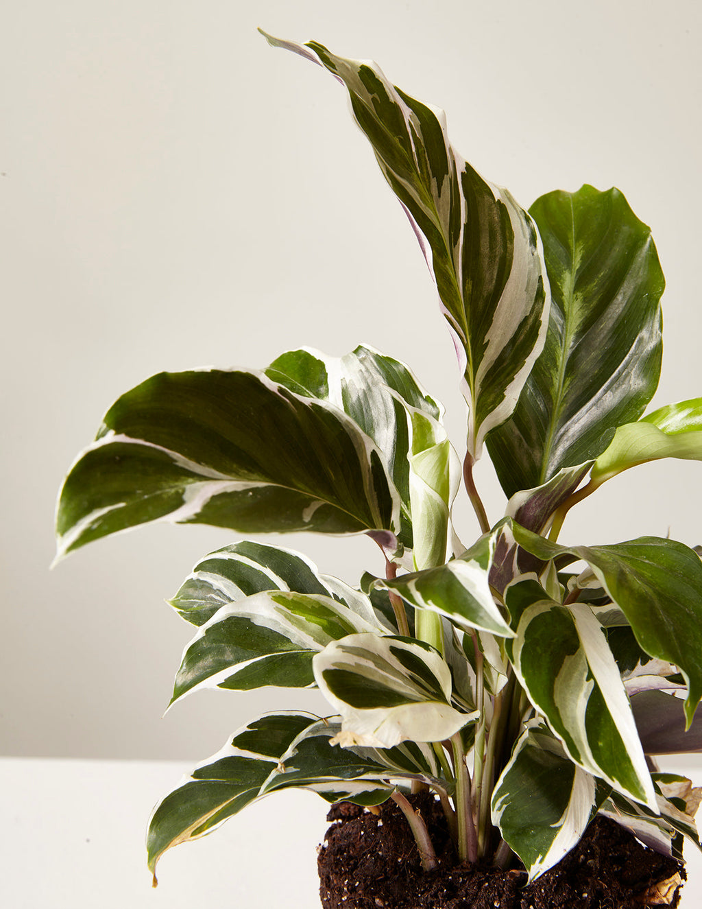Calathea White Fusion