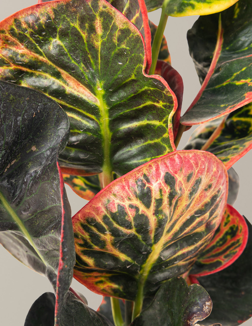 Croton Nectarine