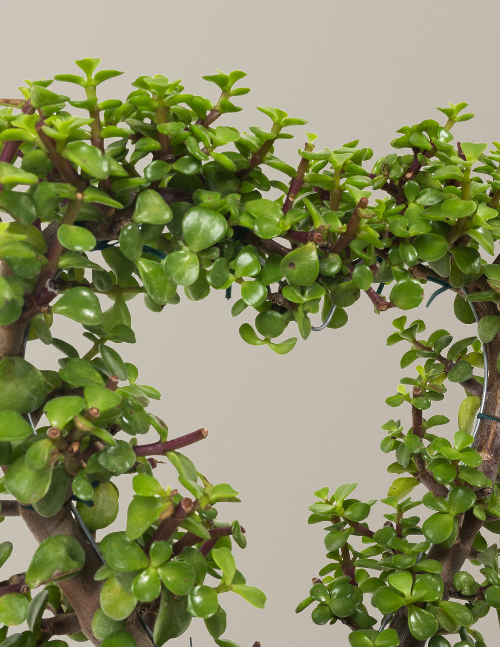 Elephant Bush Heart Bonsai