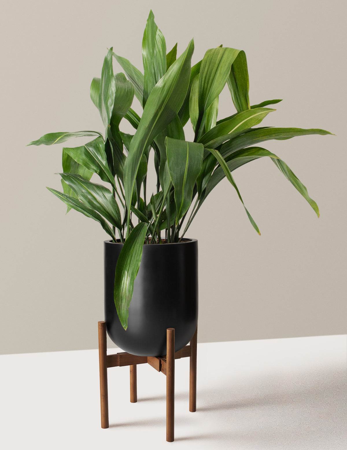 Large Cast Iron Plant
