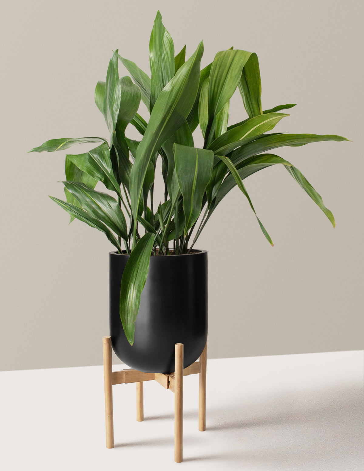 Large Cast Iron Plant