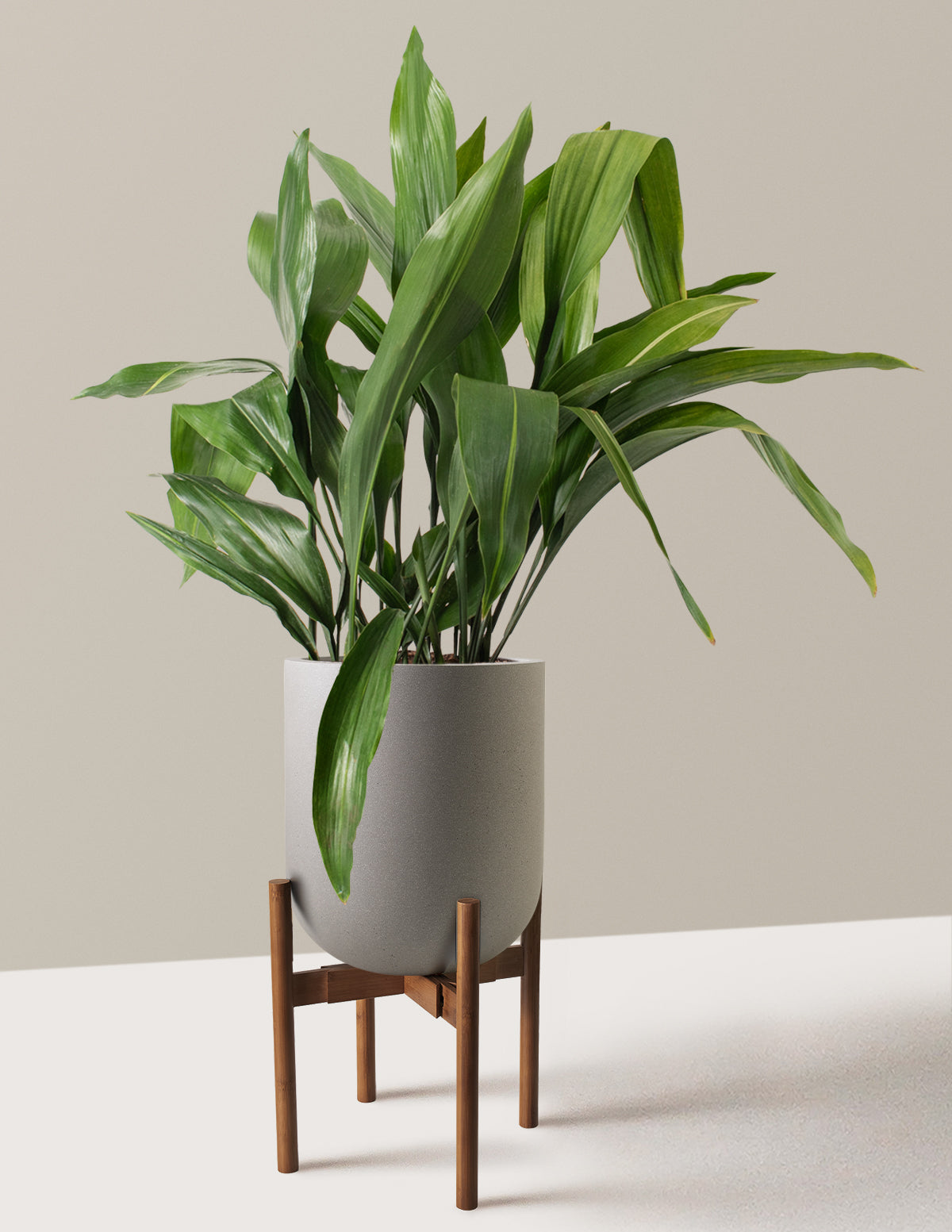 Large Cast Iron Plant