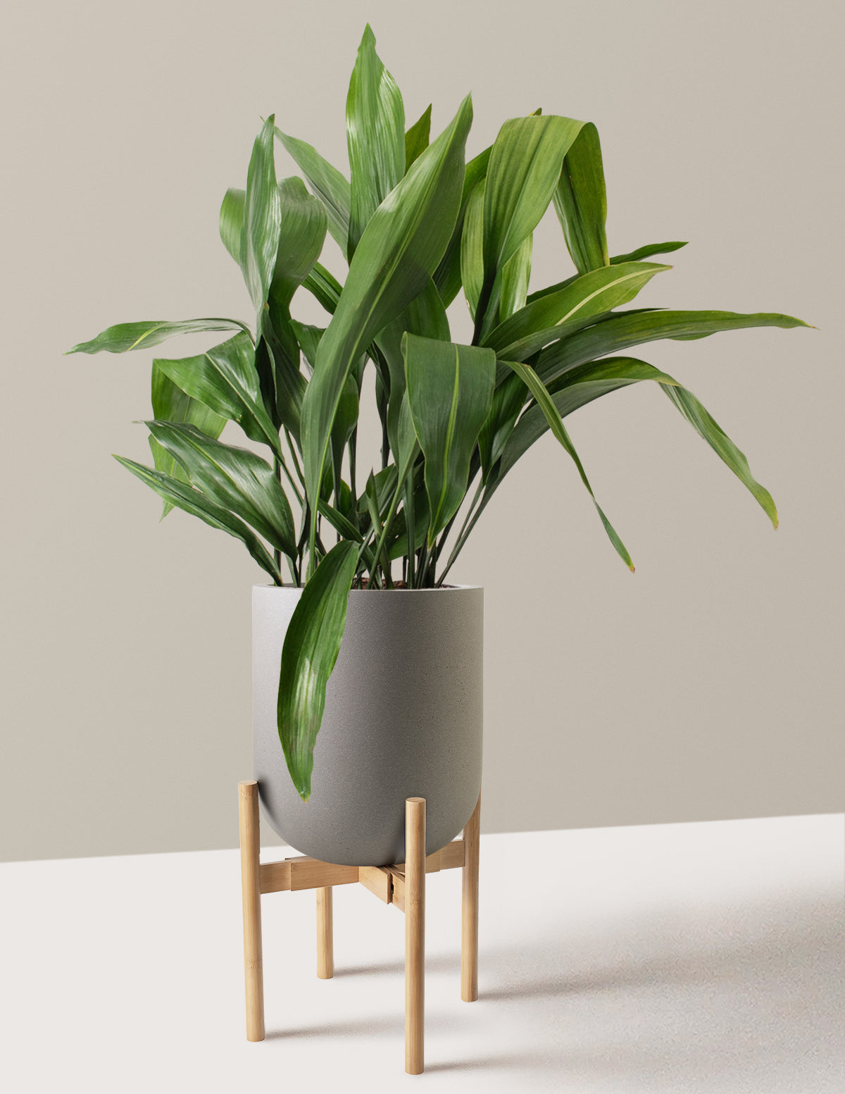 Large Cast Iron Plant