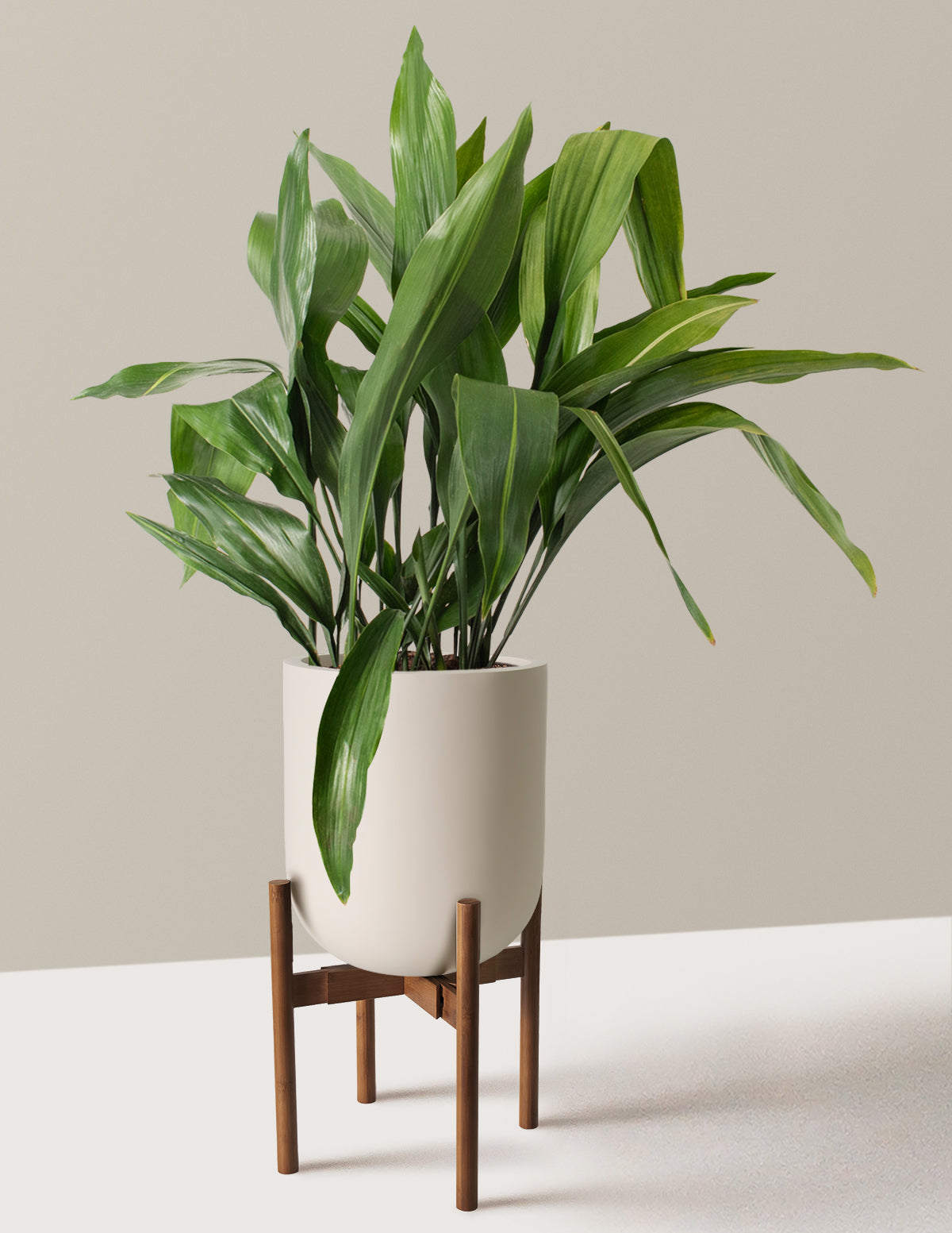 Large Cast Iron Plant