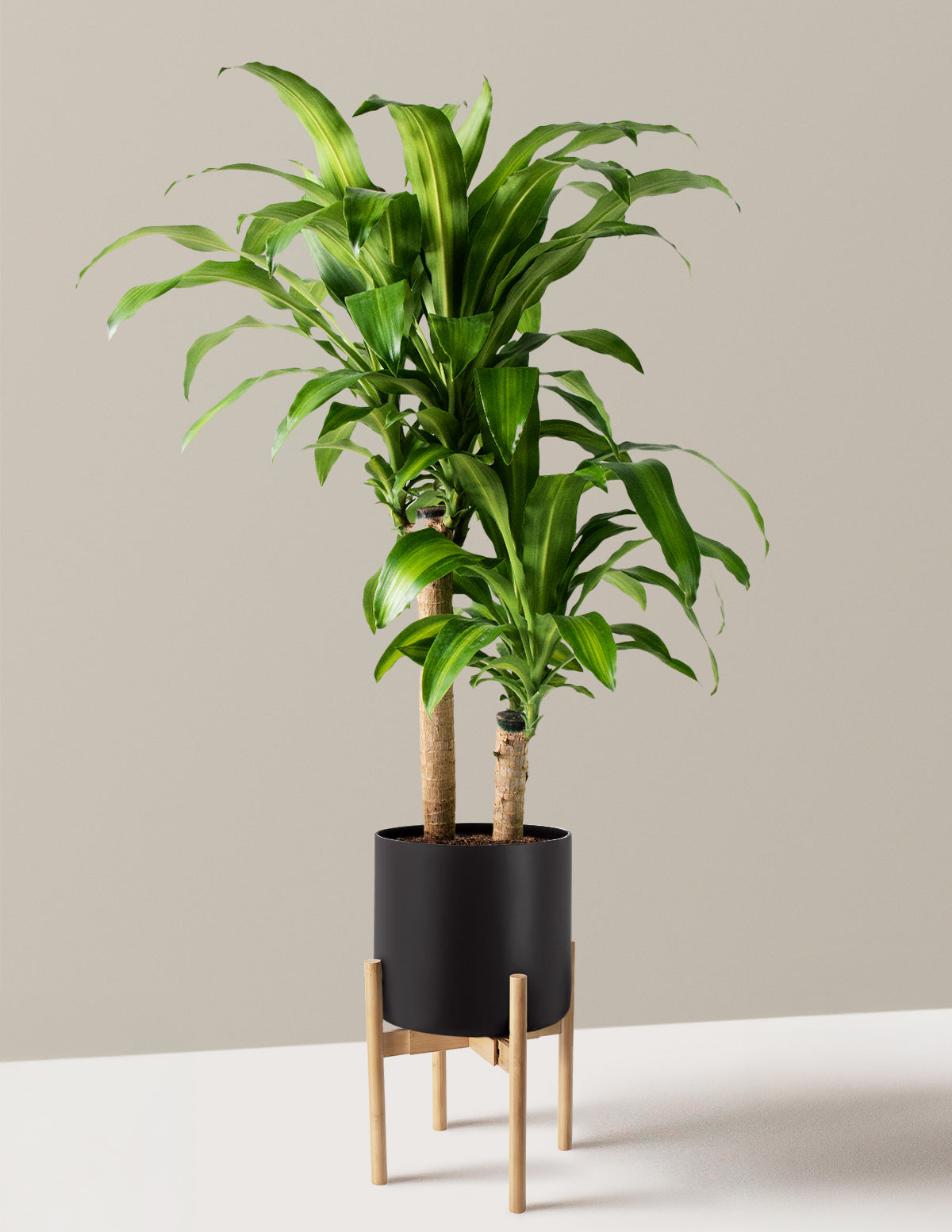Dracaena Mass Cane