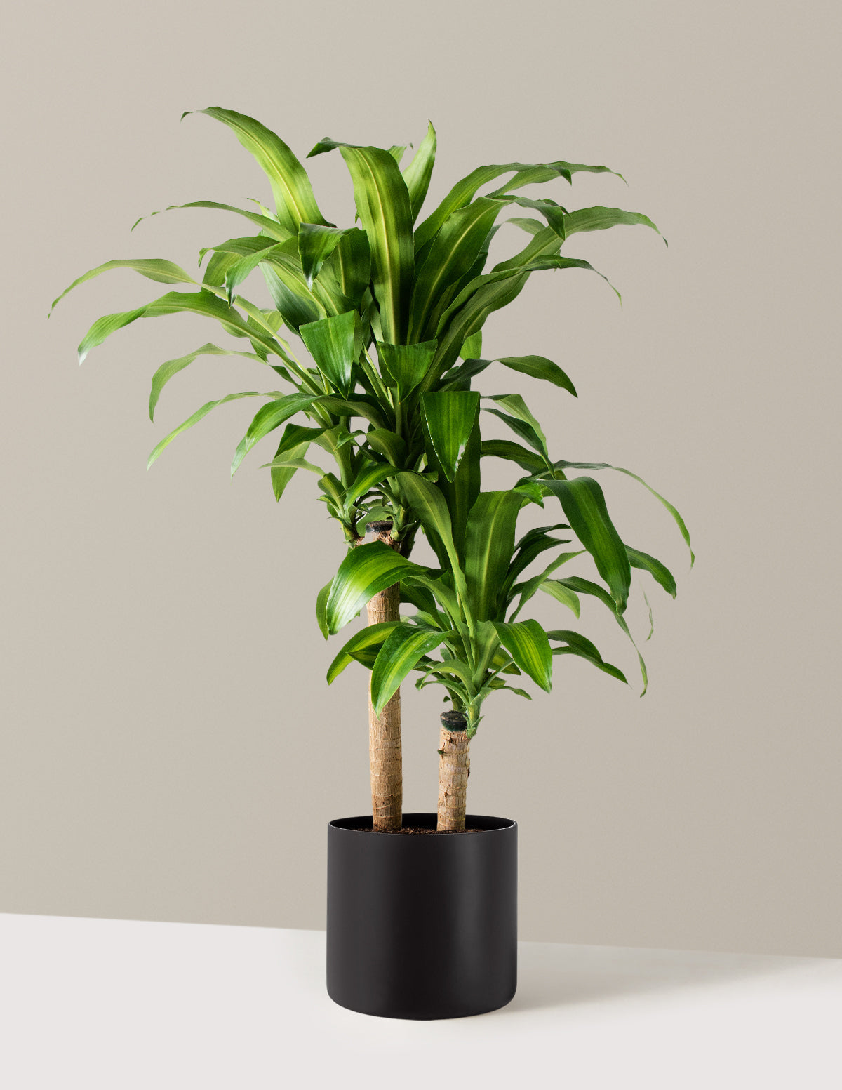 Dracaena Mass Cane