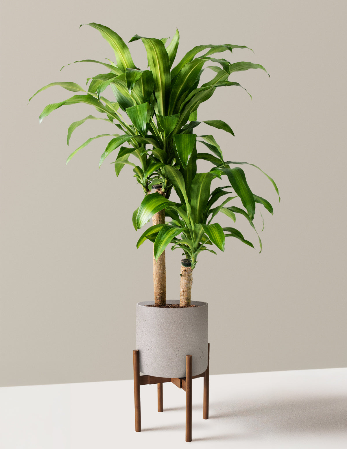 Dracaena Mass Cane