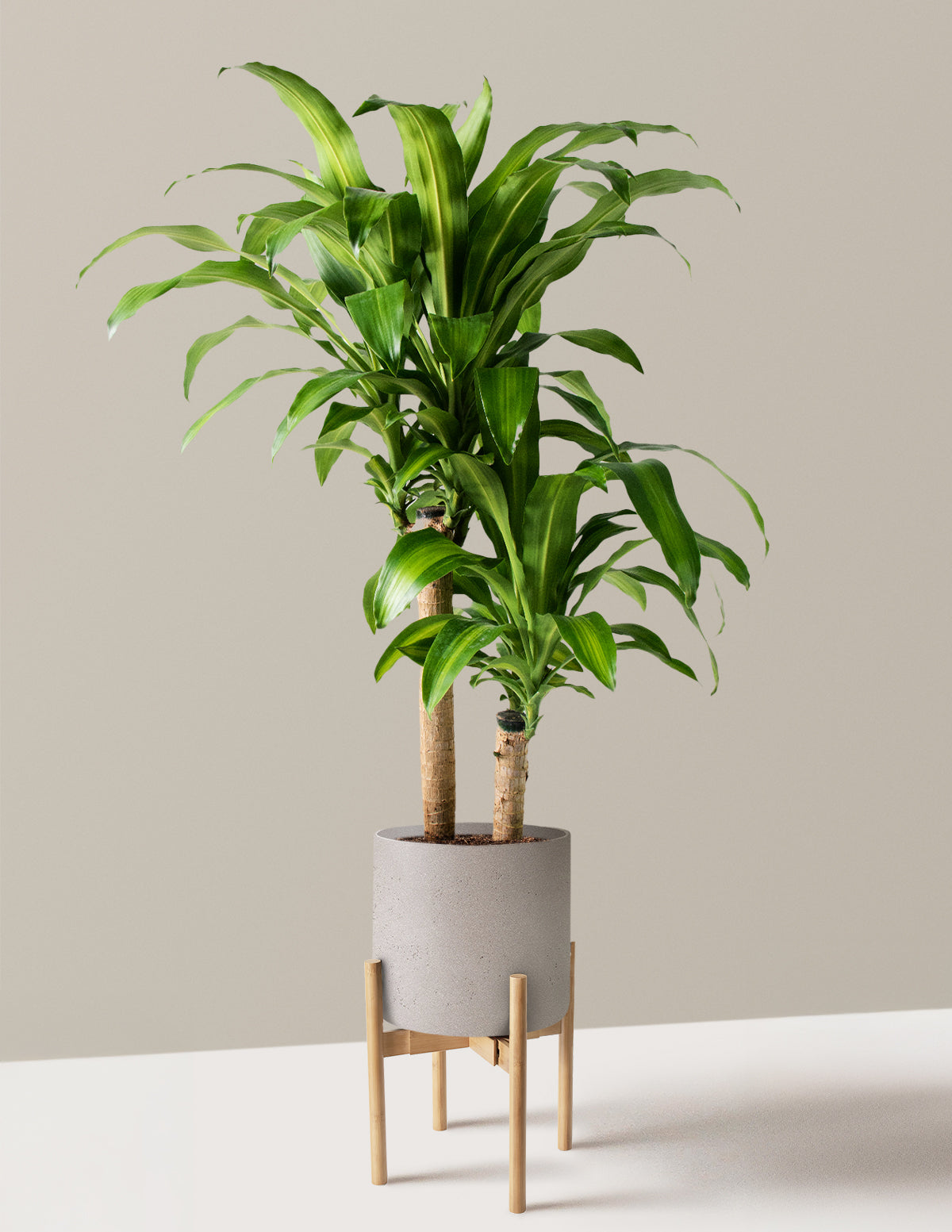 Dracaena Mass Cane
