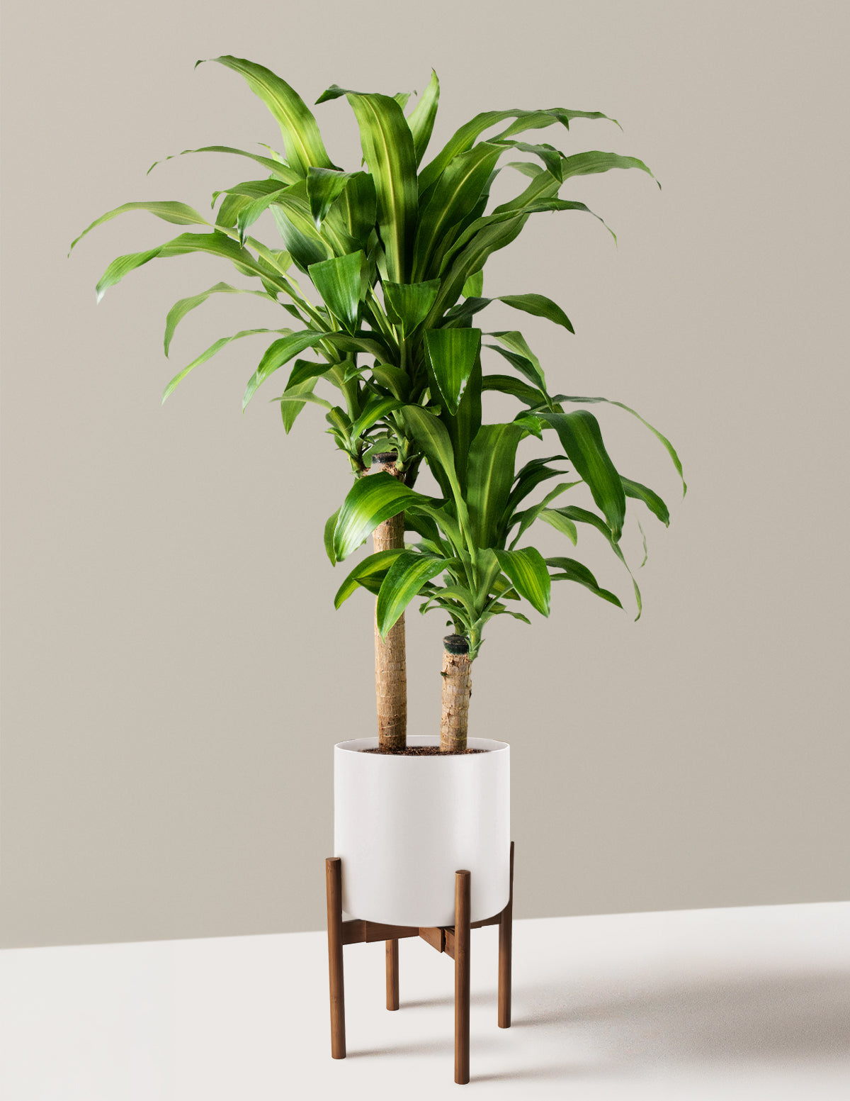 Dracaena Mass Cane
