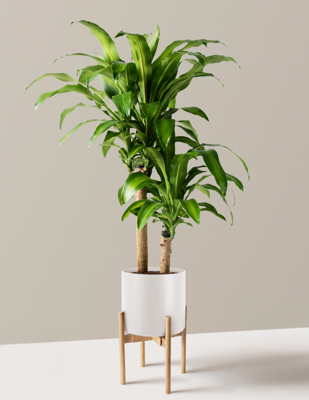 Dracaena Mass Cane