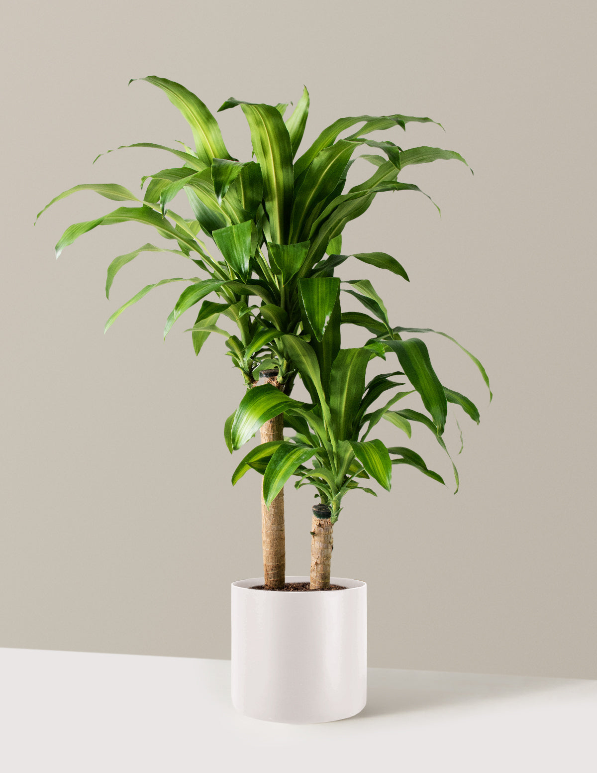 Dracaena Mass Cane