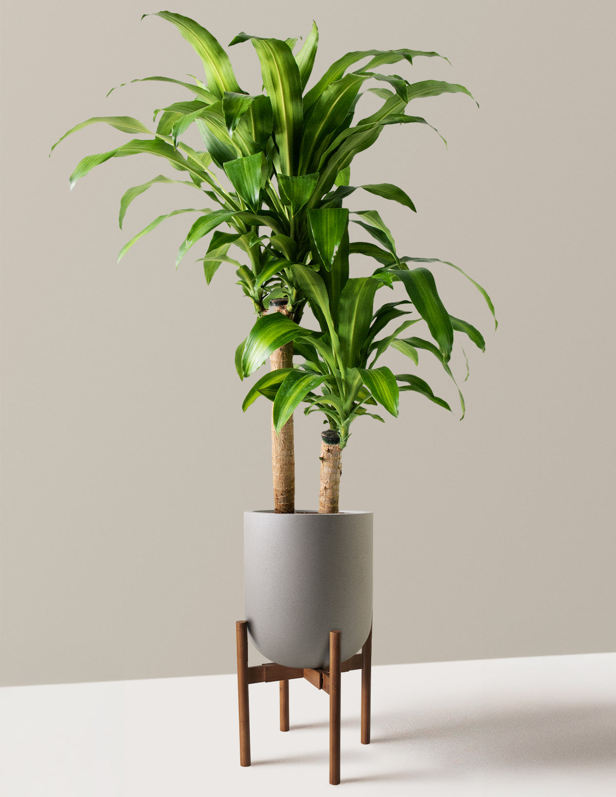 Dracaena Mass Cane