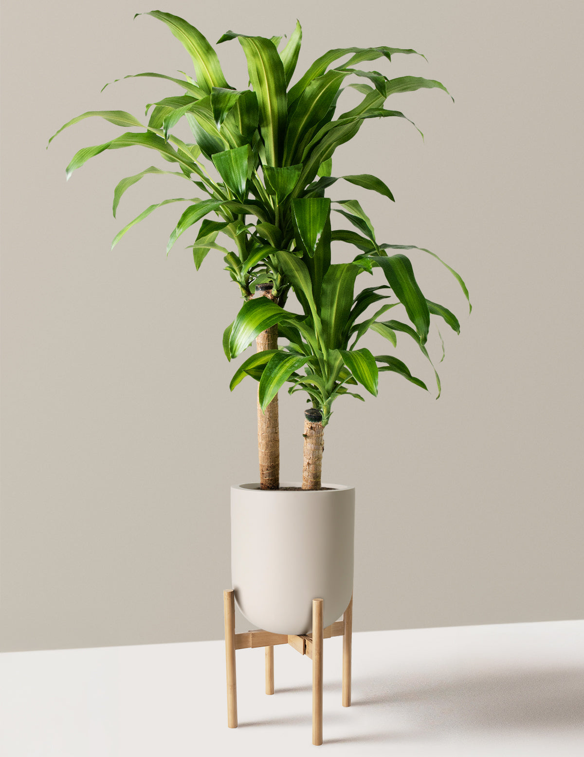 Dracaena Mass Cane