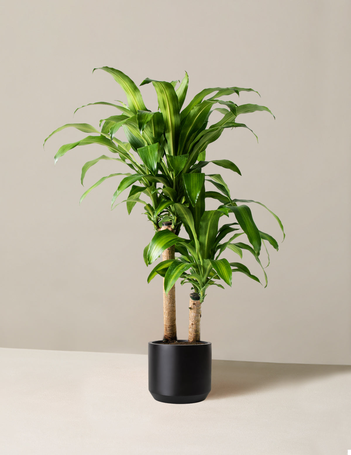 Dracaena Mass Cane
