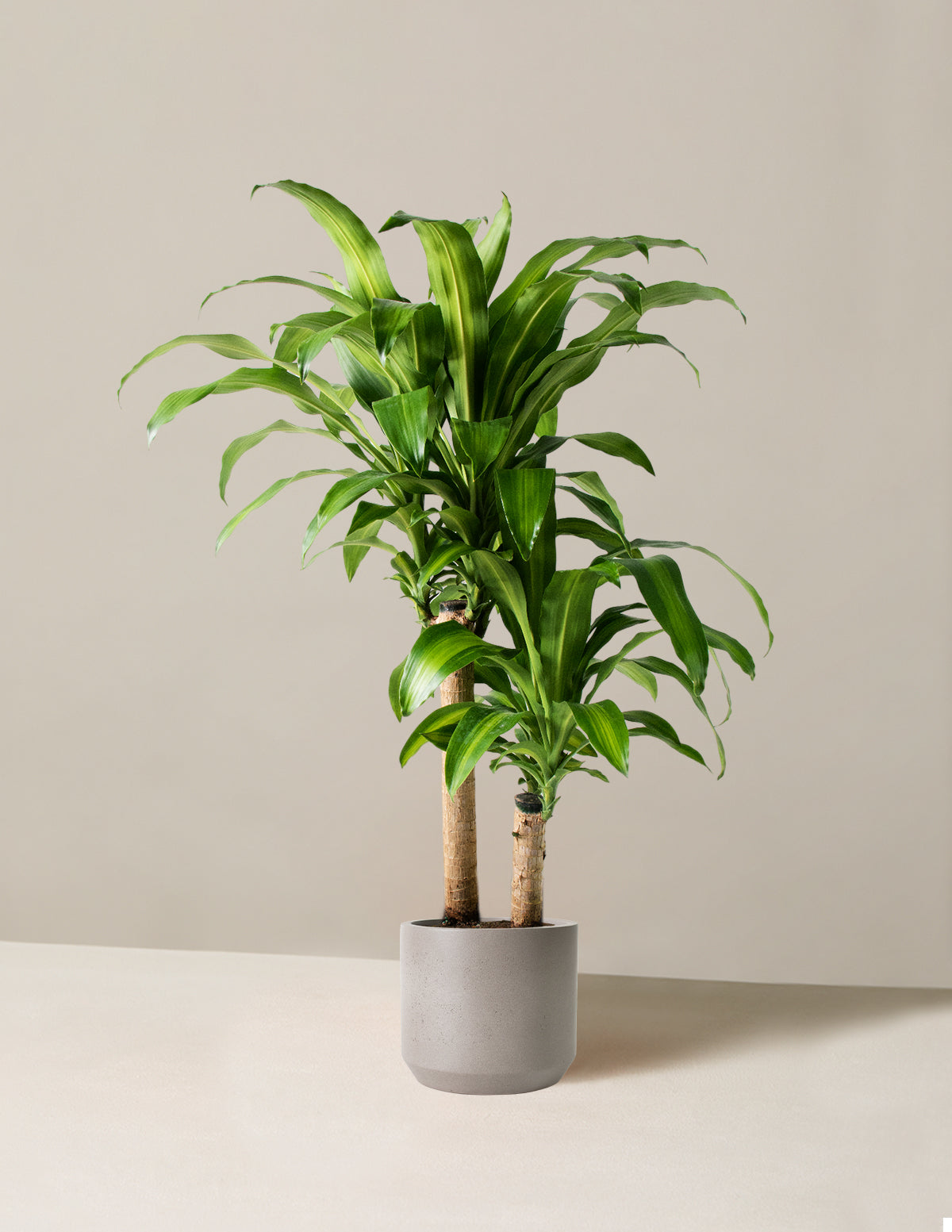 Dracaena Mass Cane