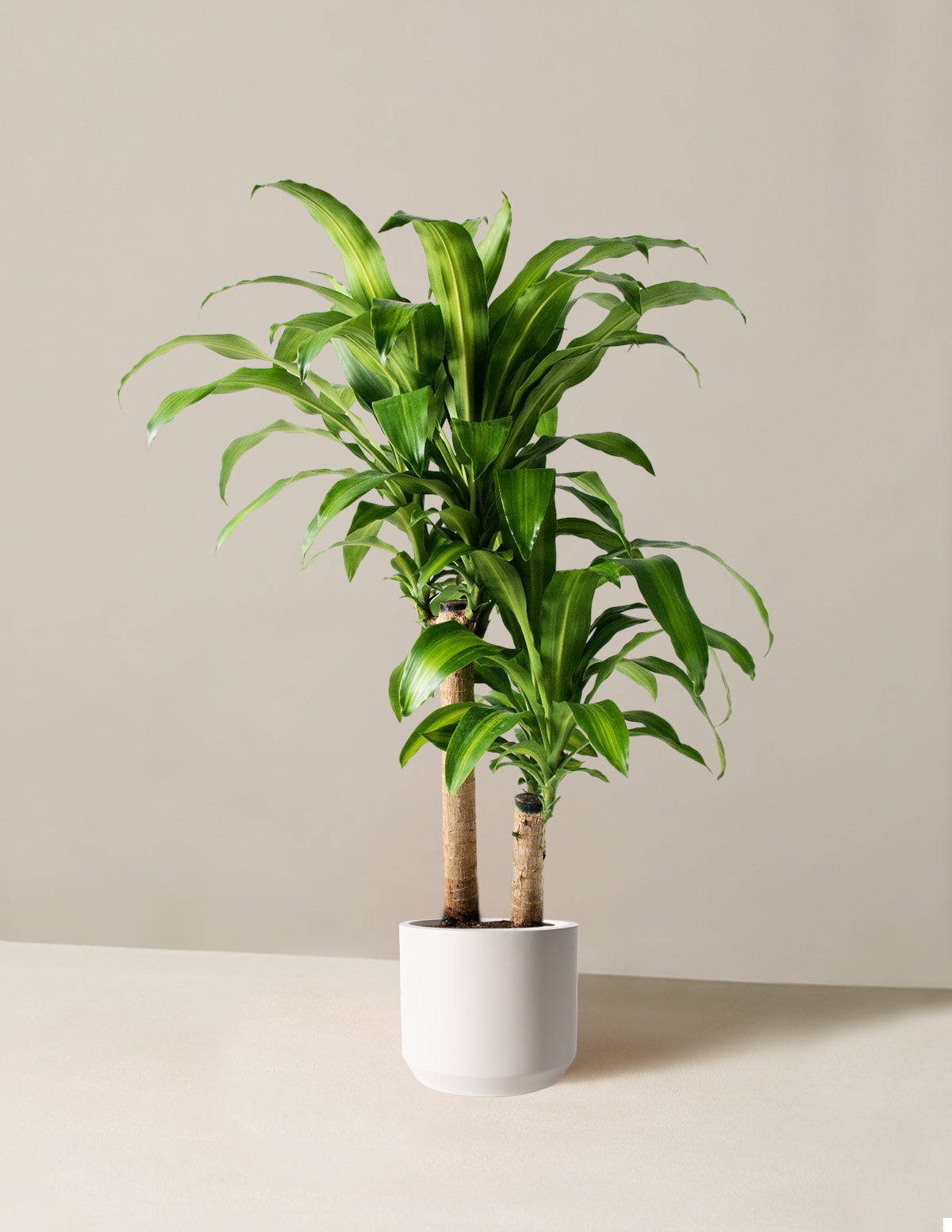 Dracaena Mass Cane