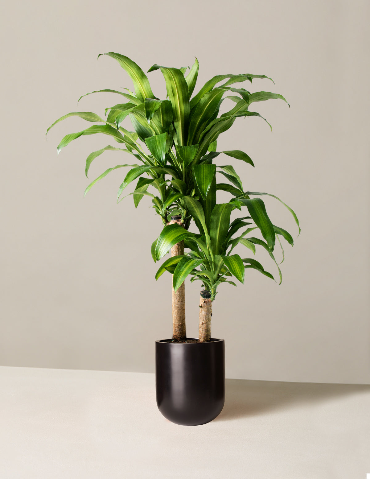 Dracaena Mass Cane