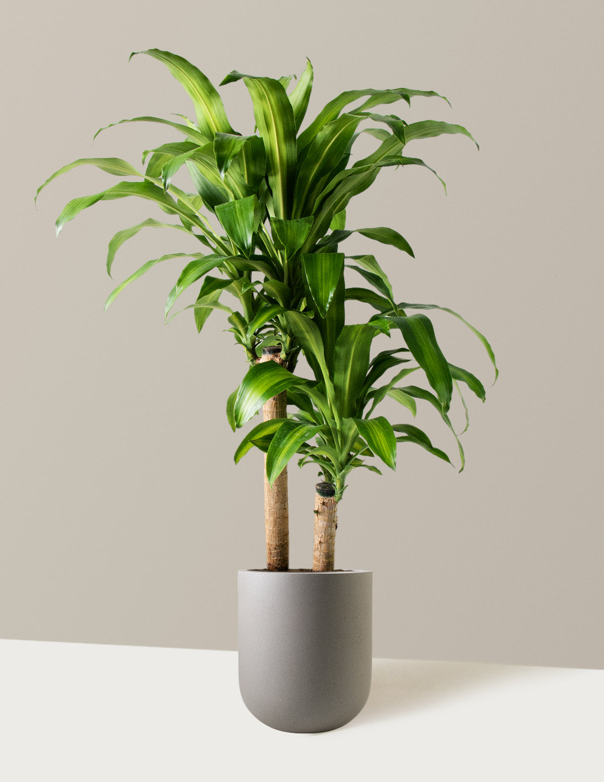 Dracaena Mass Cane
