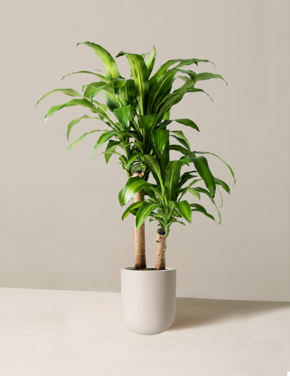 Dracaena Mass Cane