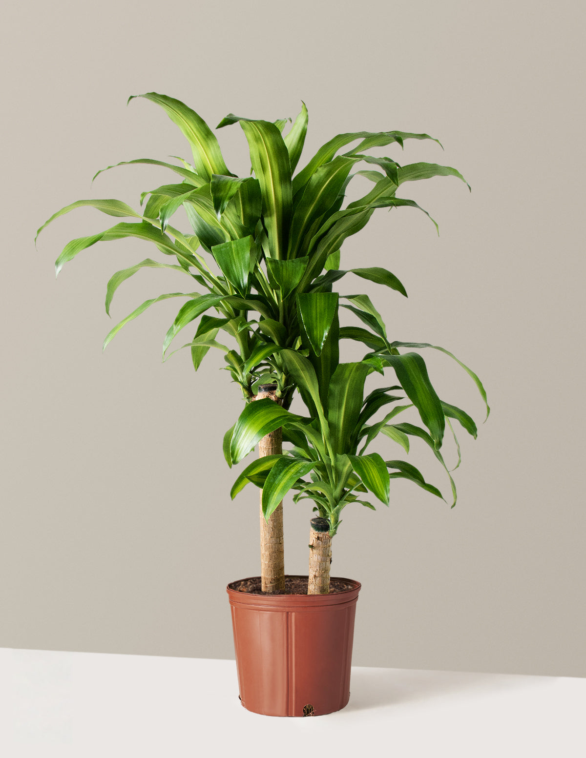 Dracaena Mass Cane