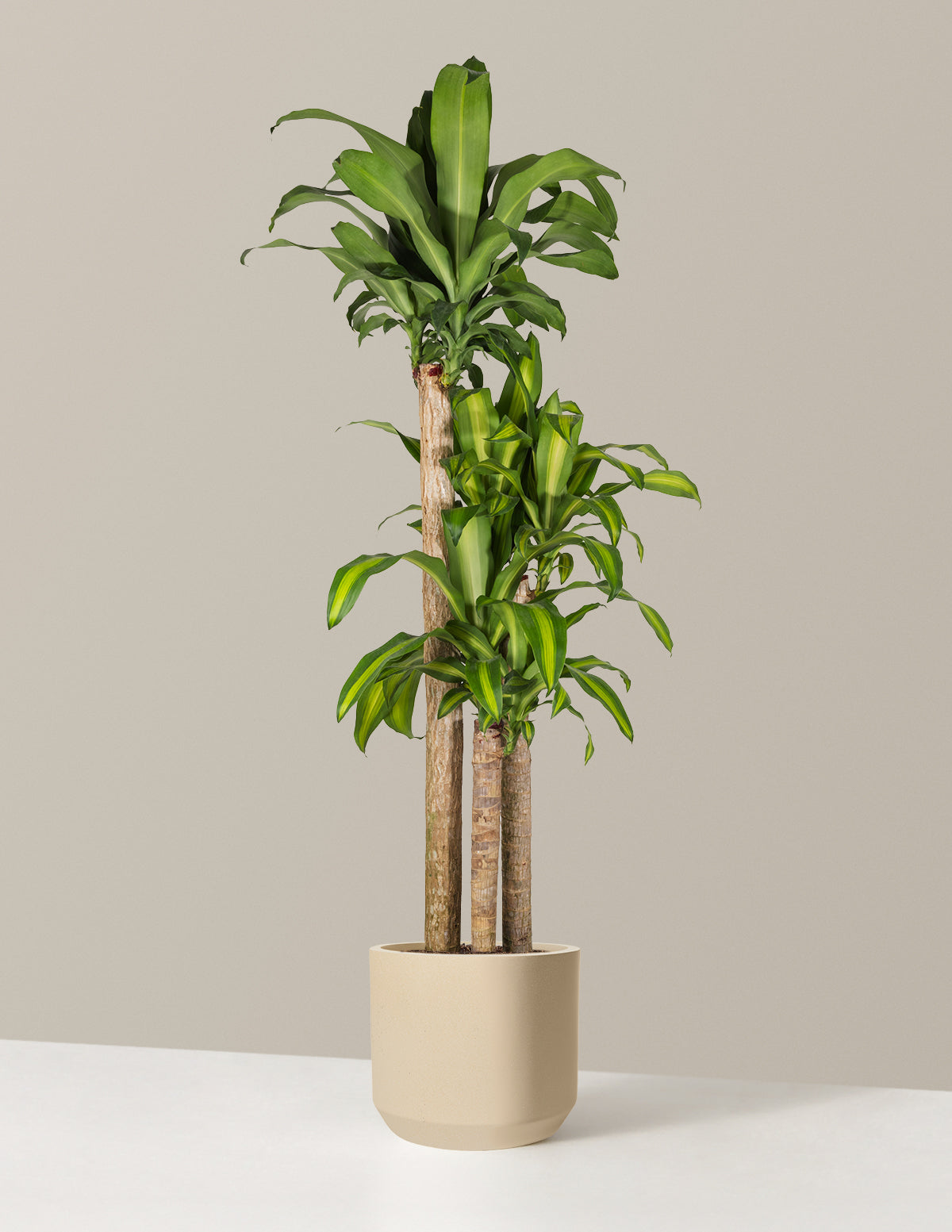 Dracaena Mass Cane