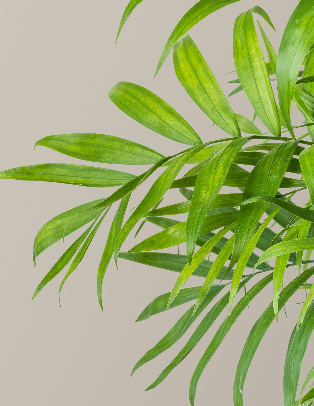 Urban Jungle Party Pack, 30