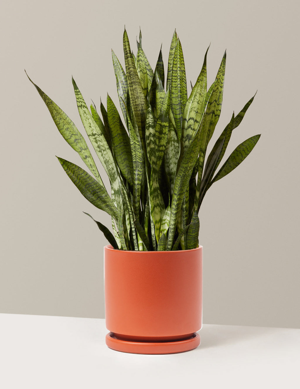 Snake Plant Zeylanica