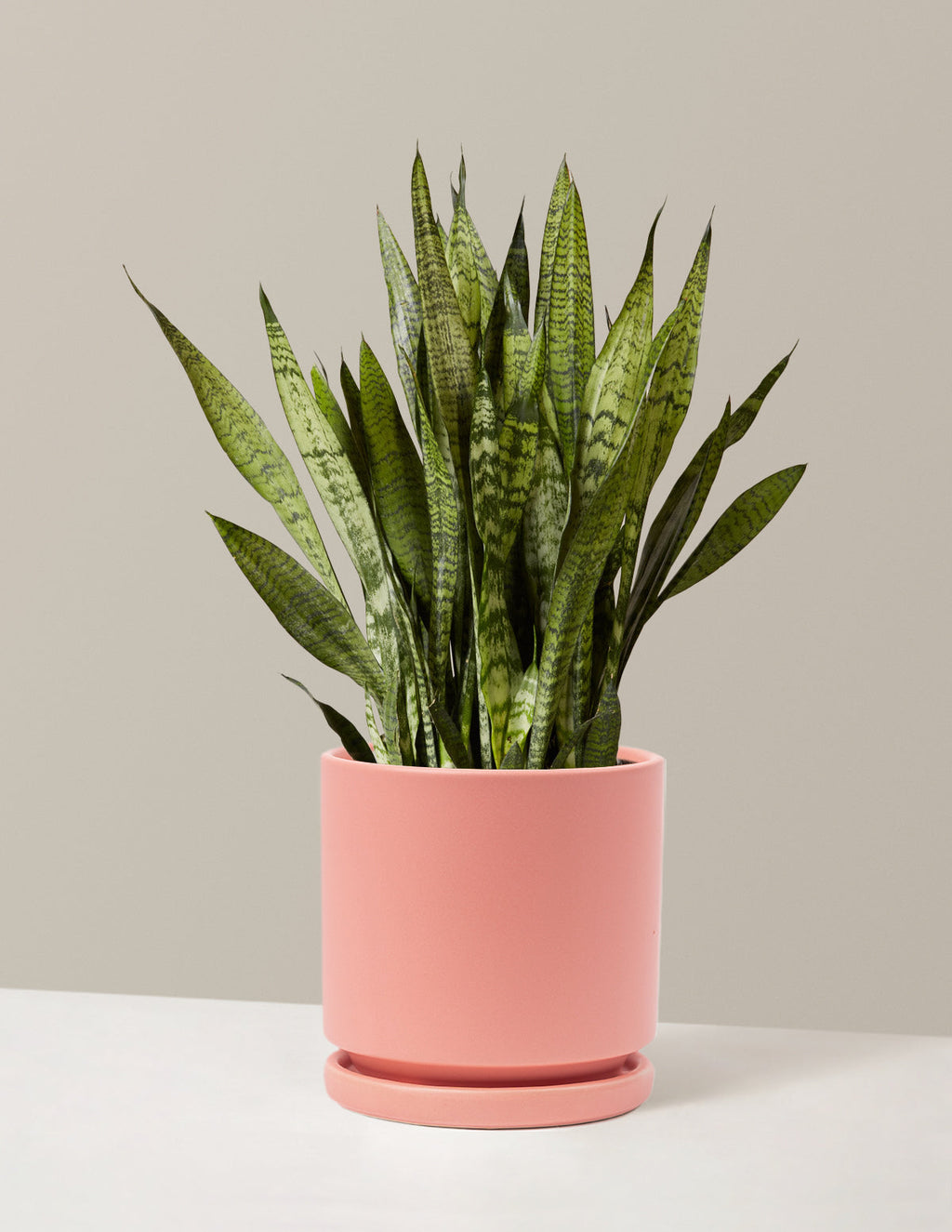 Snake Plant Zeylanica