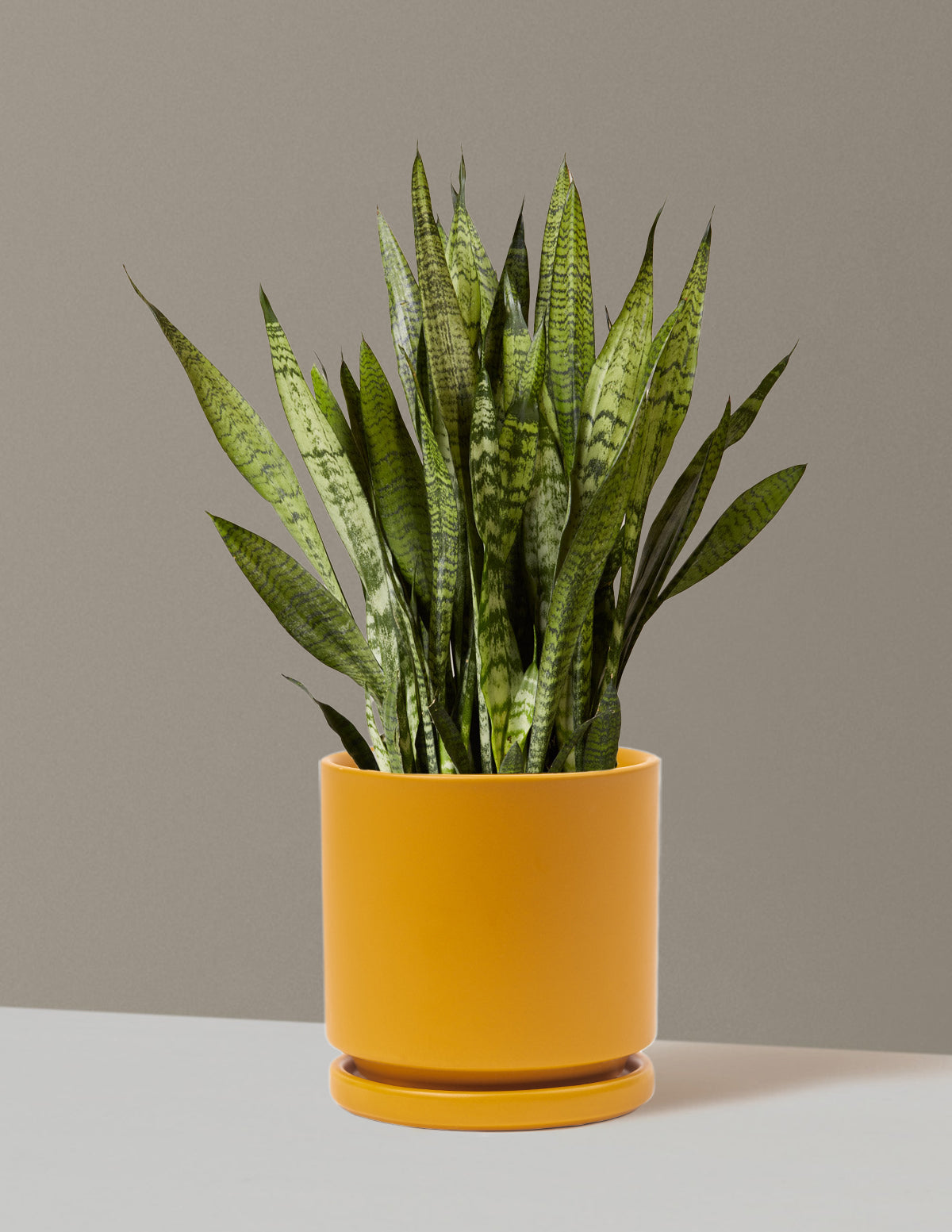 Snake Plant Zeylanica