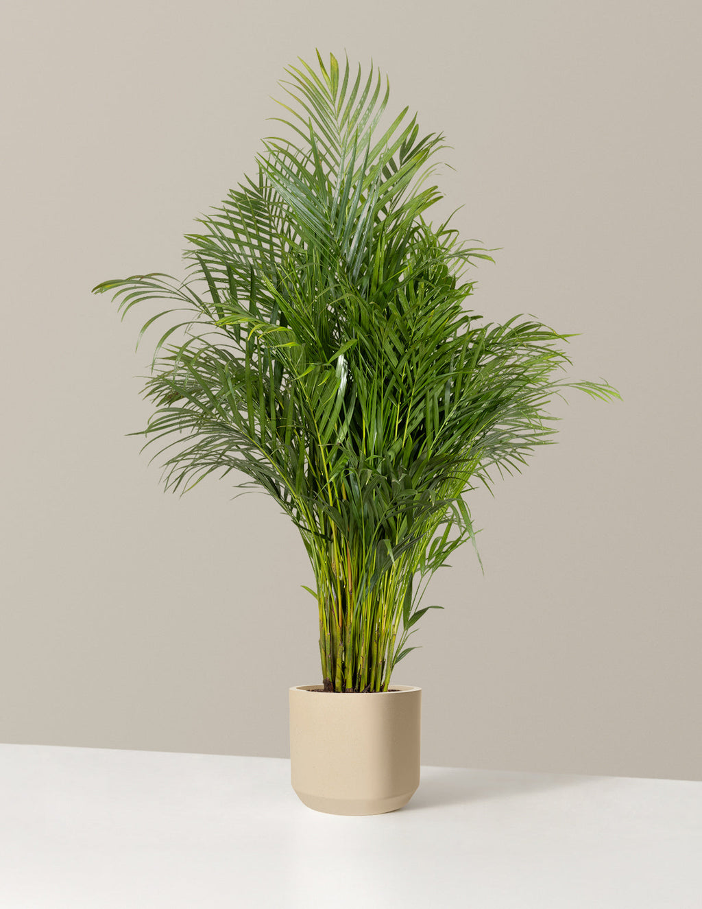 Areca Purifying Palm