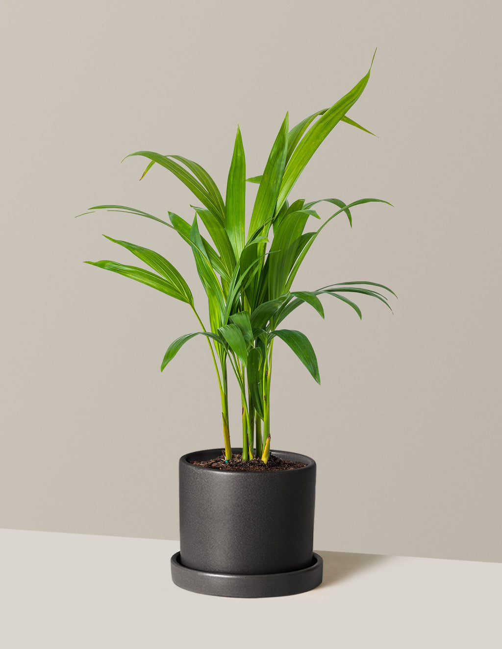 Areca Purifying Palm